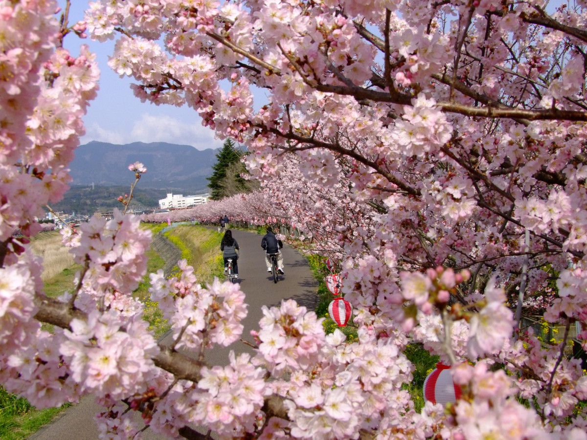 春木径・幸せ道（春めき桜）【南足柄市】｜体験・観光スポット 